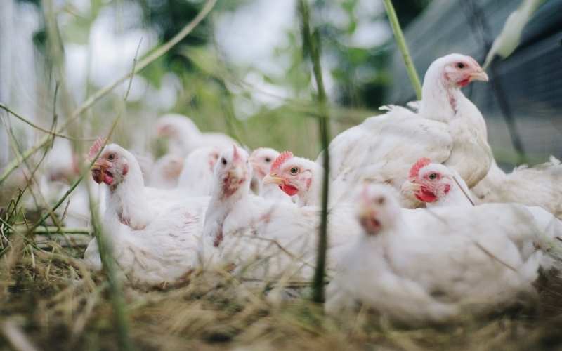 chicken