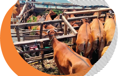 Animal Welfare in Land  Transportation In Large Ruminants (Cow  and Buffalo)