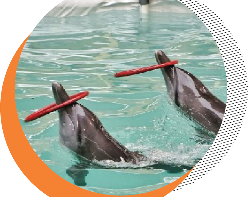 Dolphin Circus: When Human Joy Is at the Expense of Wildlife