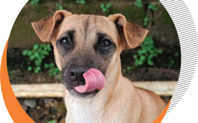 TAHAP PERKEMBANGAN PADA ANJING