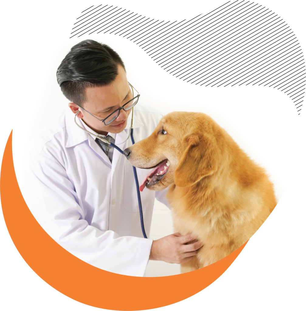 Kost Ramah Hewan: The Heartbeat of Jakarta Selatan’s Animal Welfare