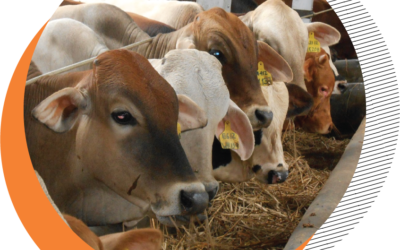 Farm Animal Welfare: Quality Products, Safe Consumers