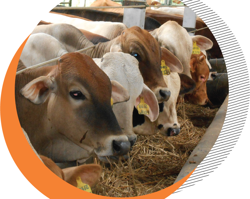 Farm Animal Welfare: Quality Products, Safe Consumers