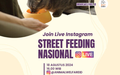 Street Feeding : Cinta untuk Stray Animals Indonesia