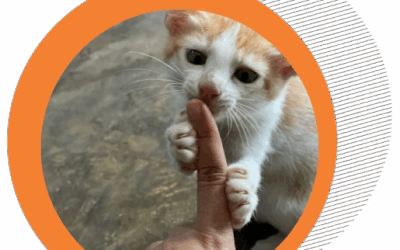 I’m Not Trash: The Story of a Cat Who Was Once Abandoned