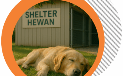 Animal Shelters in Indonesia: Challenges & Hopes Toward Animal Welfare