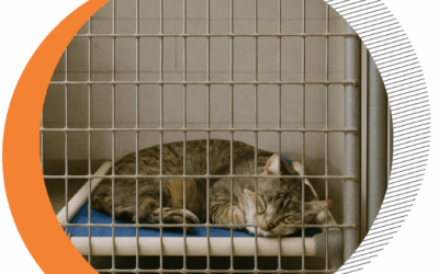 Why Is an Isolation Room Important in Animal Shelters?
