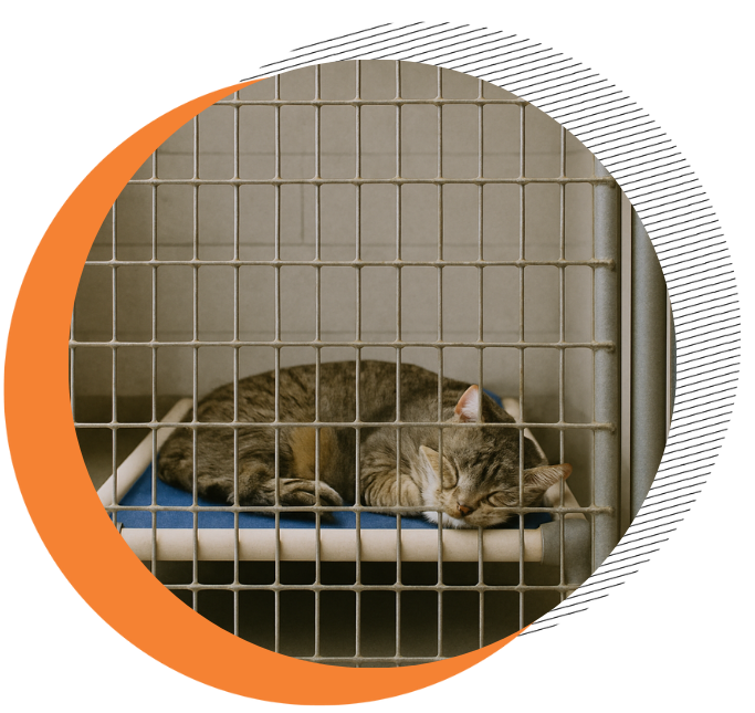 Mengapa Ruang Isolasi Itu Penting di Shelter Hewan?